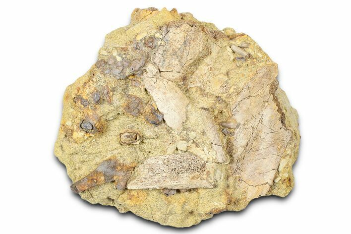 Fossil Dinosaur Bones and Tendons in Sandstone - Wyoming #370615